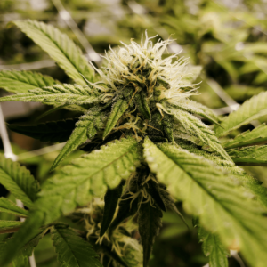 up close image of flowering cannabis plant