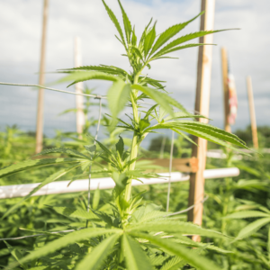 bright green hemp plants growing outside with wooden supports