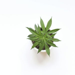 cannabis plant in small white pot