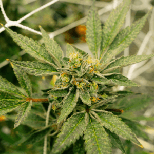 trichome-dense cannabis plant