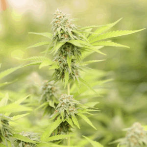 bright green cannabis plant