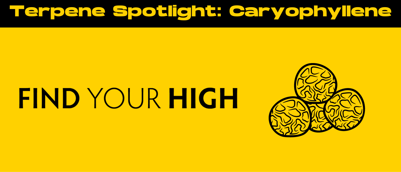 black and yellow banner image for caryophyllene terpene blog