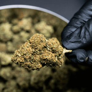 black gloved hand holding cannabis nug