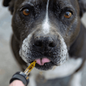 a dog consuming CBD oil
