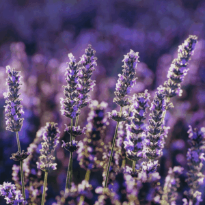 up close image of purple lavender flower