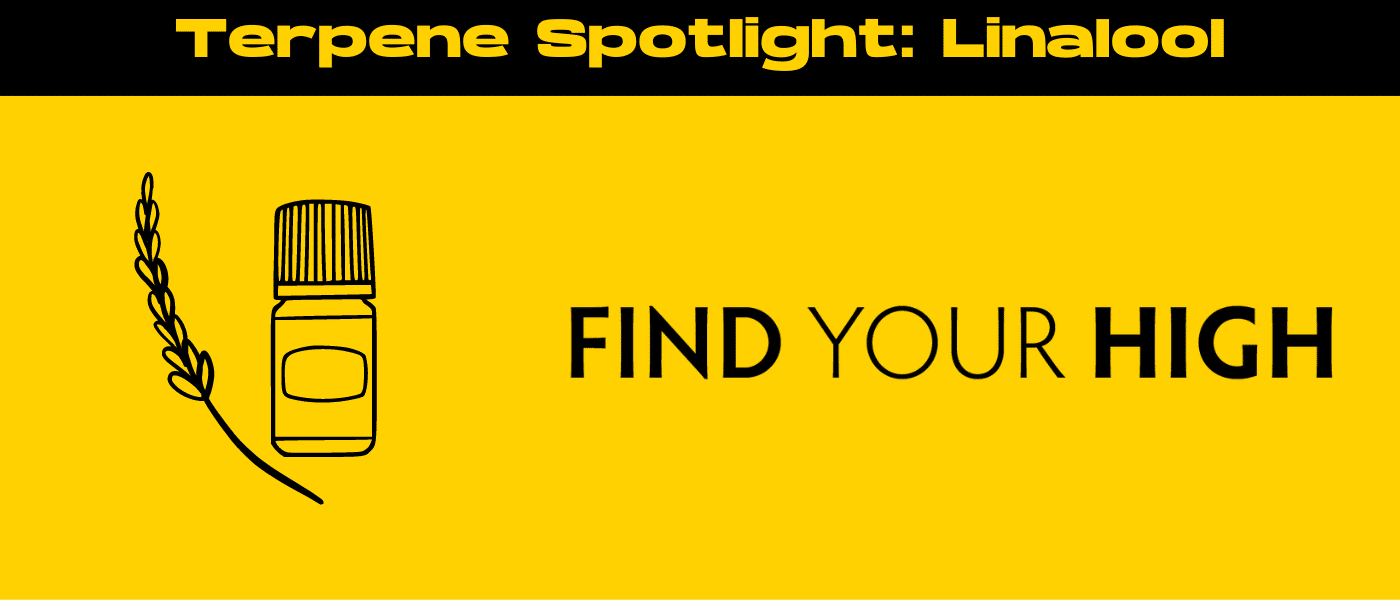 black and yellow banner image for linalool terpene effects