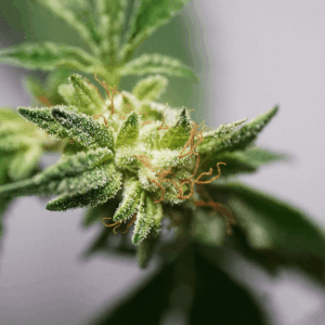 close up of trichomes on a cannabis plant