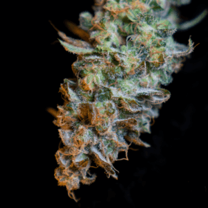 up close image of colorful cannabis flower