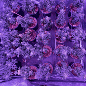 cannabis plants in purple room