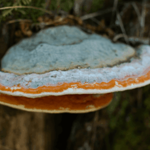 chaga mushroom growing on tree stump