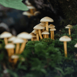 cluster of mushrooms growing