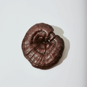 reishi against white background