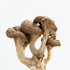 dried magic mushrooms