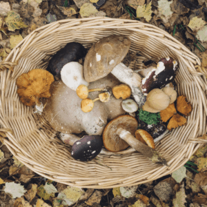 tan basket of foraged mushrooms