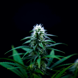glowing image of top of cannabis flower