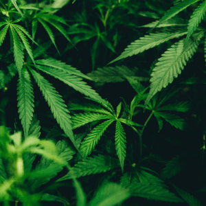 cluster of green cannabis leaves