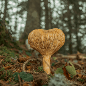 heart shaped mushroom in the forest