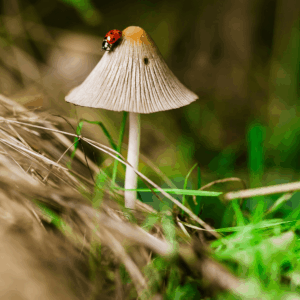 mushroom with ladybug