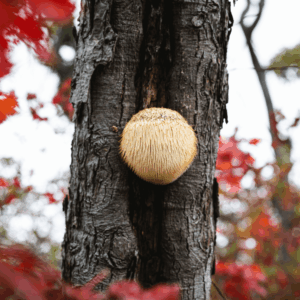 lions mane mushroom growing on tree
