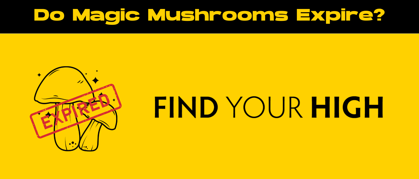black and yellow banner image for do magic mushrooms expire blog