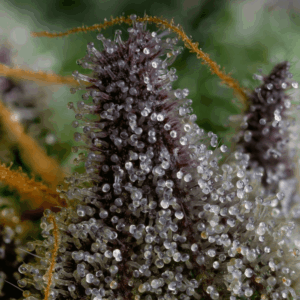 magnified image of trichomes