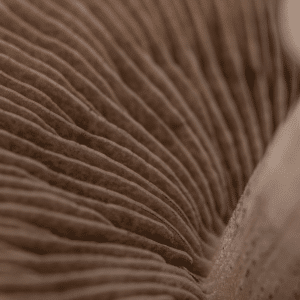 close up image of mushroom gills