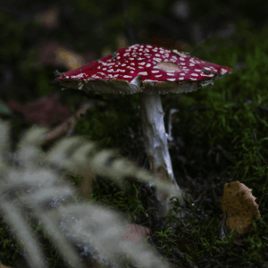 mushroom with red cap