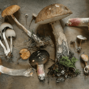 foraged mushrooms against wood background