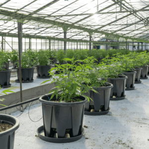 cannabis plants growing in greenhouse