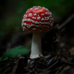 mushroom with red cap