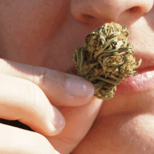 person sniffing cannabis nug