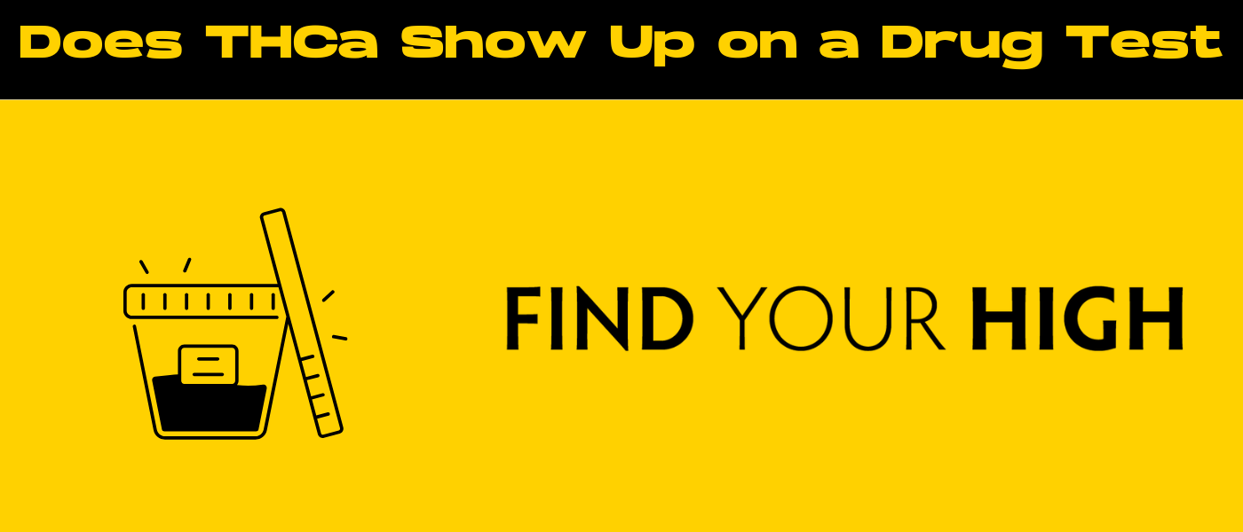 black and yellow banner image for does THCa show up on a drug test blog