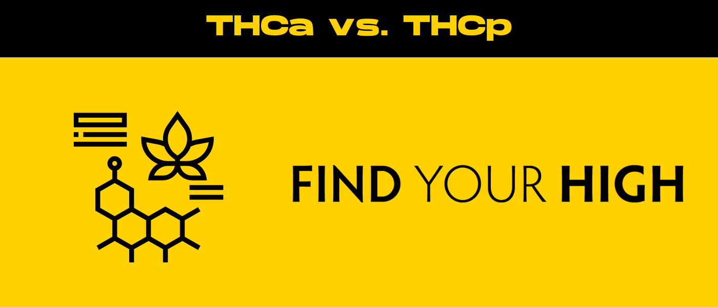 black and yellow banner image for thca vs thcp blog