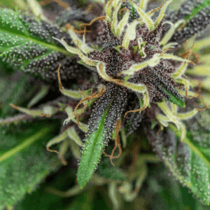 up close image of trichomes on plant