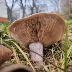 underside of brown mushroom in grass