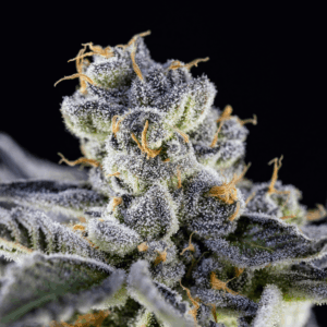 magnified image of cannabis plant flower