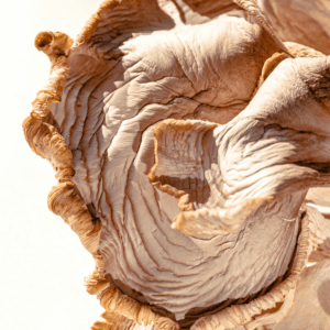 up close image of tan dried mushroom