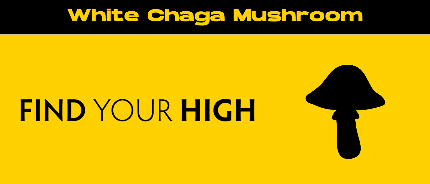 black and yellow banner image for white chaga mushroom blog