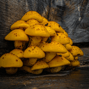 cluster of yellow mushrooms growing on side of tree