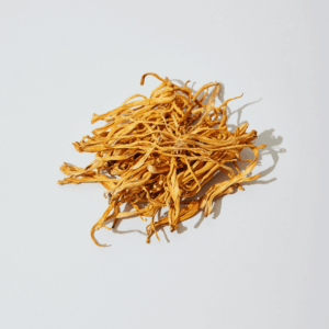 cordyceps against white background