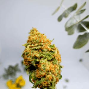 bright cannabis nug with orange pistils
