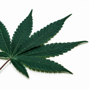green cannabis leaf