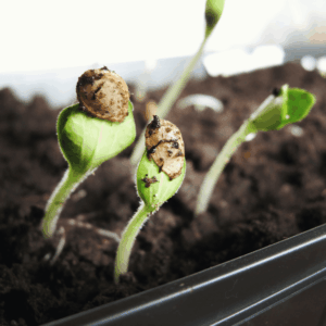 plant seedlings