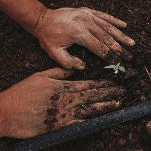 two hands planting