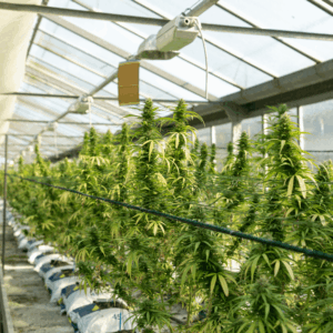 cannabis plants in greenhouse