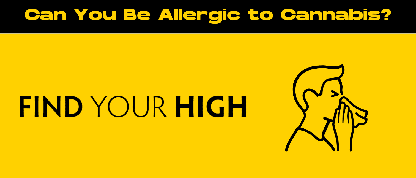 black and yellow banner image for can you be allergic to cannabis blog