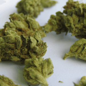 small green cannabis nugs
