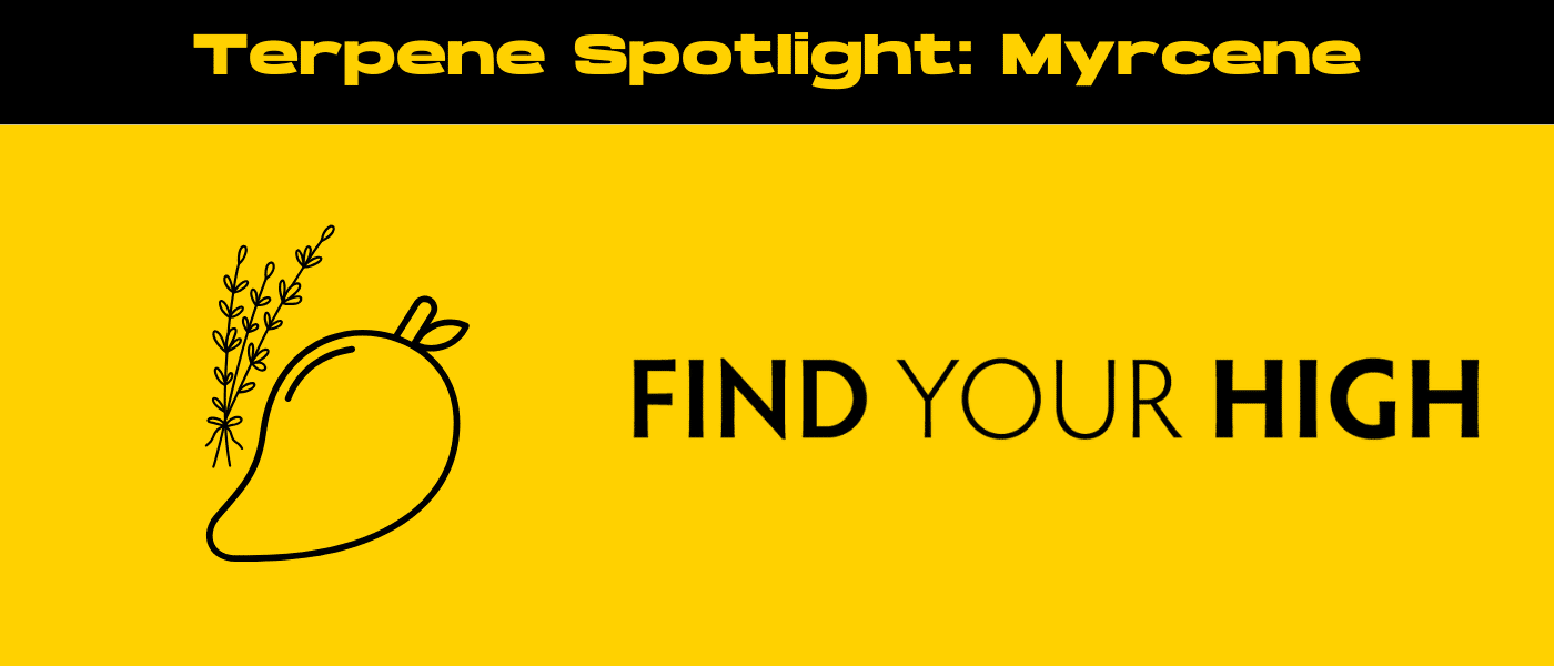 black and yellow banner image for myrcene terpene effects blog