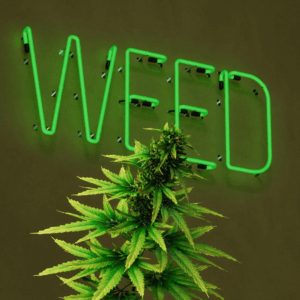 cannabis plant with neon weed sign in background