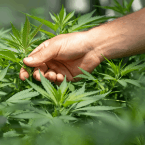 hand holding CBD plant